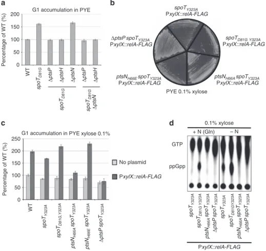 Figure 7 | EIIA Ntr B P inhibits the hydrolase activity of SpoT. (a) spoT D81G is insensitive to the absence of EIIA Ntr 