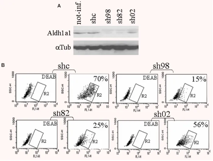 Fig. 5 Aldh1a1 contributes to most if not all ALDH activity in human myoblasts. (A, B) Human myoblasts, transduced or not (not-inf.) with lentiviral mediated expression of control shRNA (shc) or Aldh1a1 shRNA (sh98, sh82, sh02) were analysed for Aldh1a1 ex