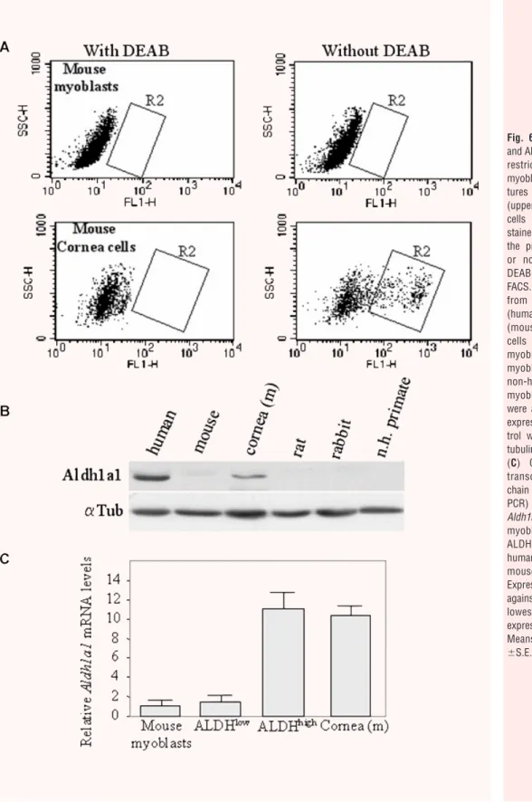 Fig.  6 High  ALDH  activity and Aldh1a1 expression are restricted  to  human myoblasts