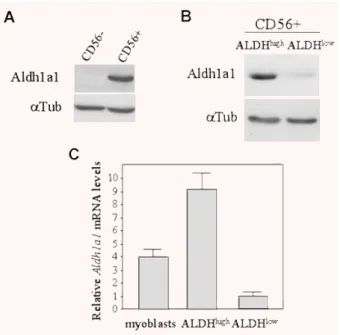 Fig. 4 Aldh1a1 expression is associated with ALDH activity. (A) Proteins extracts  from  CD56 ! myoblasts  and  CD56 – cells  were  analysed  for Aldh1a1  expression