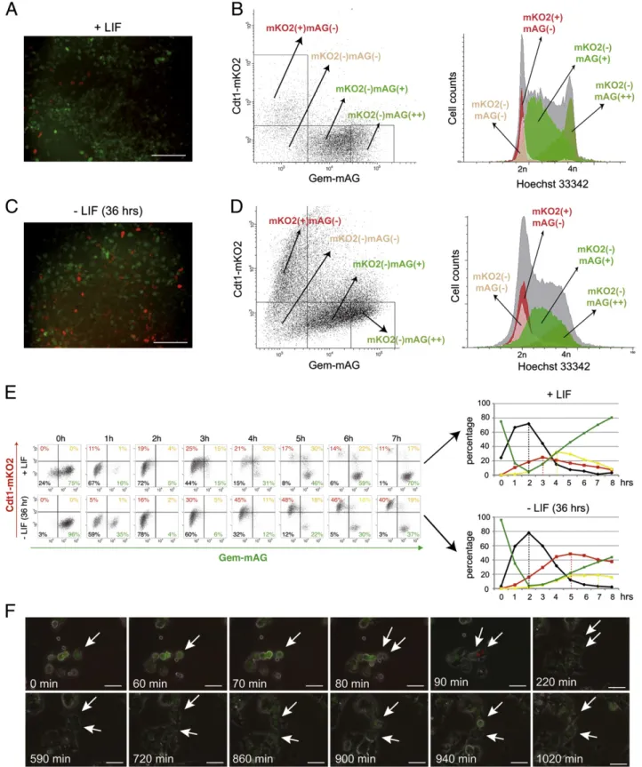 Figure 1 Generation of pluripotent stem cell lines expressing the FUCCI reporter. (A, C) Representative fluorescence images of ESCs expressing mKO2-hCdt1 and mAG-hGem in the presence of LIF (A) or after LIF withdrawal (C) for 36 h