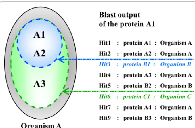 Figure 2 Inparalog group formation and validation. The hypothetical Blast search output for a protein A1 of the organism A.