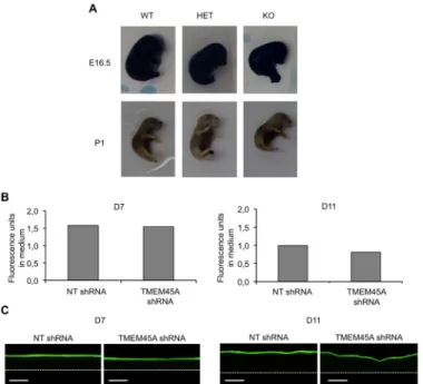 Fig 7. TMEM45A is not essential for the impermeability of the cornified layer. (A) Toluidine blue exclusion assay in E16.5 and P1 of WT, KO and HET mouse littermates