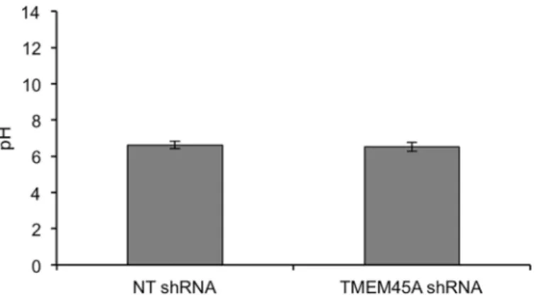 Fig 9. Unchanged pH at the surface of RHE after TMEM45A silencing. pH was measured at the surface of RHE obtained after 11 days from keratinocytes transduced with NT or TMEM45A shRNA (three different tissues prepared simultaneously were analyzed for each c