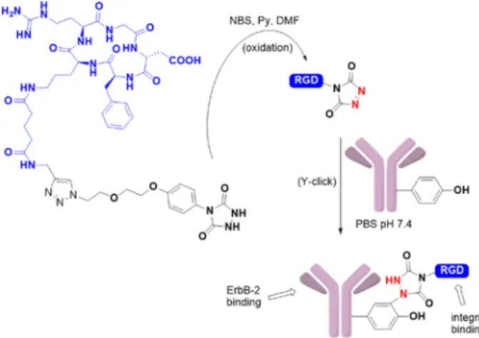 Figure  21.  PTAD  anchors  to  functionalize  Herceptin  antibody  with  cyclic  RGD  