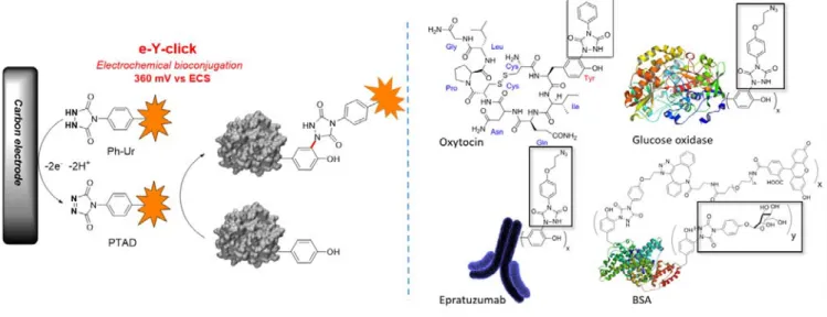Figure 24. Electrochemically-promoted tyrosine click reaction (e-Y-click). After chemoselective electroxidation of dormant Ph-Ur species at the surface of a carbon  electrode, the protein of interest is labelled in situ and in high conversion yield