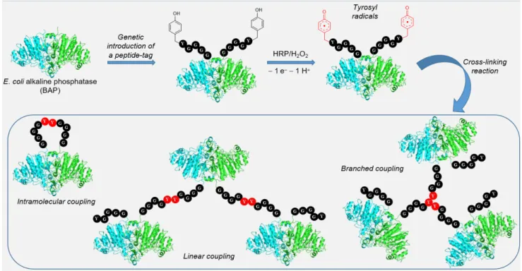Figure 2. Y cross-linking reaction promoted by HRP in genetically modified alkaline phosphatase BAP