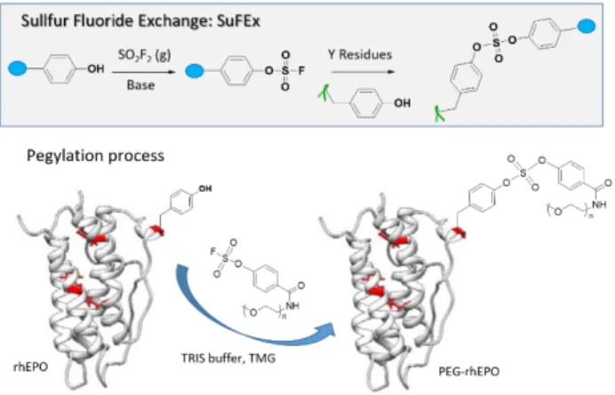 Figure 8. Ortho- (SF-o1) and para- (SF-p1) isomers of diaminoquinazoline  inhibitors of a mRNA-decapping scavenger enzyme (DcpS) were shown to  specifically react with Y113 and Y143 buried in the binding site, respectively