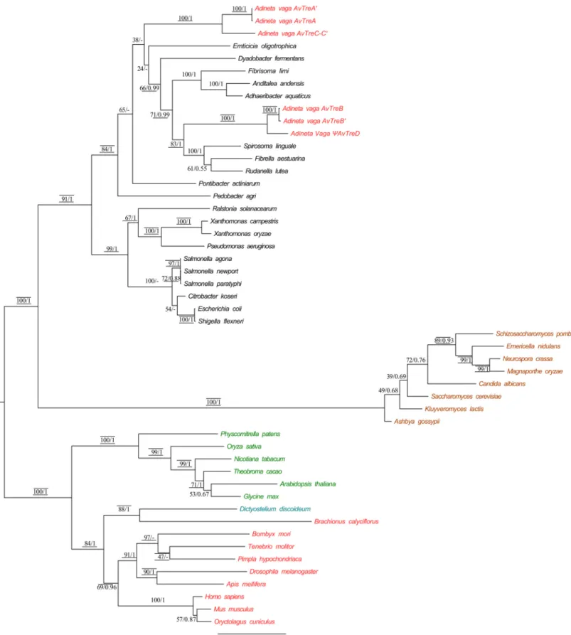 Fig 4. Maximum likelihood phylogenetic tree based on the amino acid sequences available for trehalase (TRE) domains