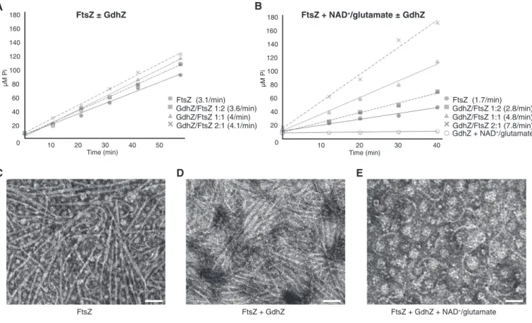 Figure 4. Active GdhZ promotes FtsZ’s GTPase activity in vitro leading to filaments disassembly.