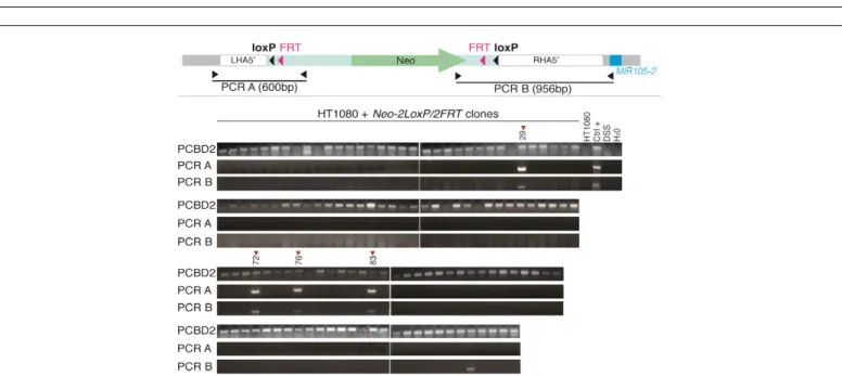 Figure 4: PCR screening for Neo-2loxP/2FRT cassette insertion in HT1080 cell clones.