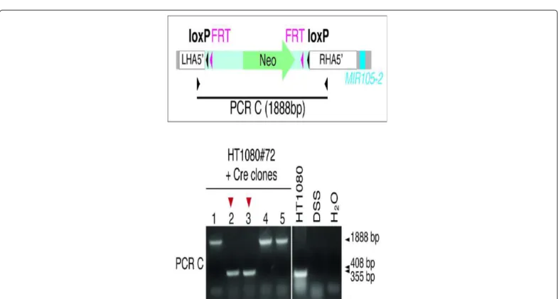 Figure 5: PCR screening for Cre-induced loxP recombination at the 5’ cassette.