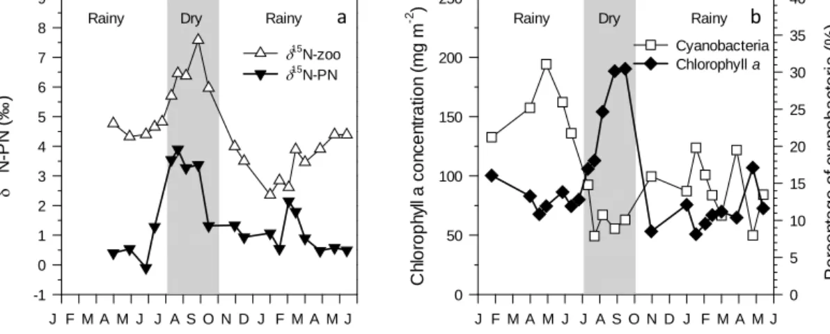 Figure 5. Temporal variability of (a) the δ 15 N signature of the particulate nitrogen (PN) pool and zooplankton in the mixed layer, and (b) the chlorophyll a concentration (mg m −2 ) and the relative contribution of cyanobacteria to the phytoplankton asse