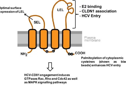 Figure 1. Model of CD81 topology and its relevance for HCV entry. The depicted CD81  regions comprise the cytoplasmic N- and C-terminus, a small  extracellular loop (SEL), a  large extracellular loop (LEL), four transmembrane domains and a cytoplasmic loop
