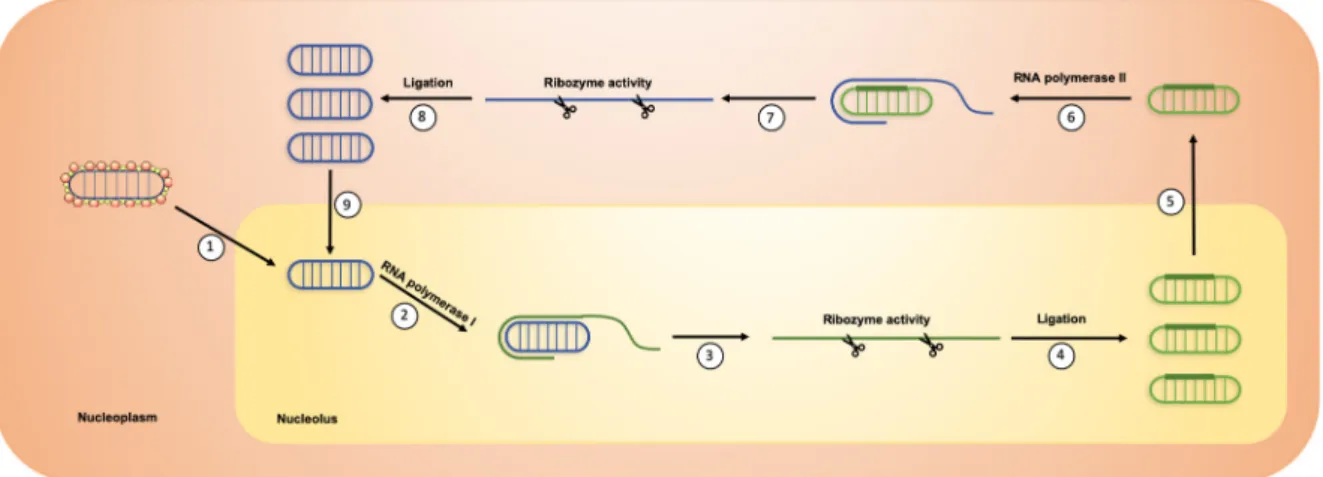 Figure 3. HDV replication. (1) HDV genome is translocated in the nucleolus. (2) It is then recognized  by RNA polymerase I to produce concatemers of linear antigenomic RNAs through a rolling circle  mechanism