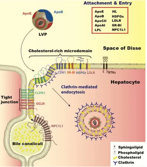 Figure  2.  HCV  hepatocyte  entry.  HCV  entry  into  human  hepatocytes  is  a  multi-step  process  in  which  many  host  factors  are  involved  including  heparan  sulfate  proteoglycans  (HSPGs), the low density lipoprotein receptor (LDLr), the scav