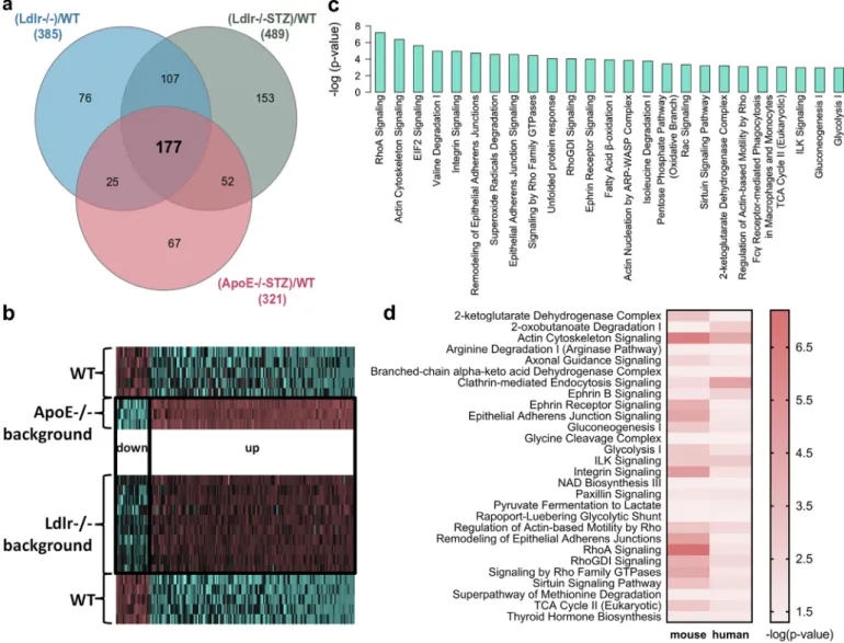 Fig. 1. Proteome analysis of the Ldlr−/− background mouse models. (a) Box-and-whiskers plots of main biochemical characteristics (cholesterol and glycemia levels) of the animal models included in the proteomic analysis