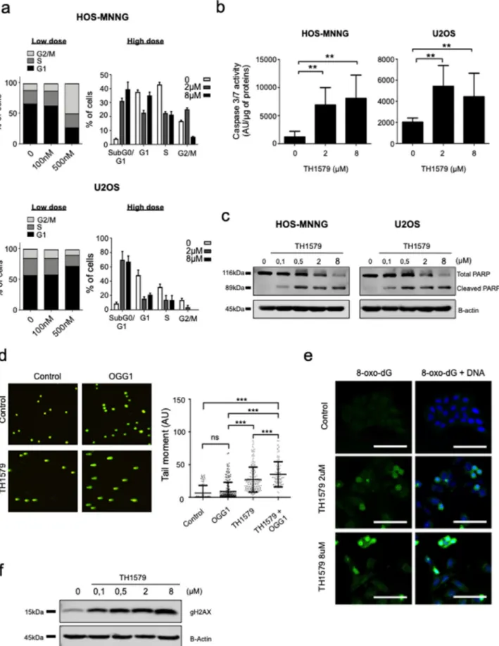 Fig. 3. MTH1 inhibition disrupts cell cycle and induces apoptosis in osteosarcoma cells
