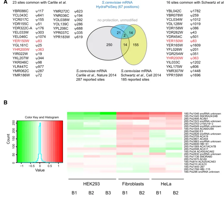 Figure 4. Profiling of yeast mRNA and human rRNA pseudouridylation by HydraPsiSeq. (A) Profiling of yeast S