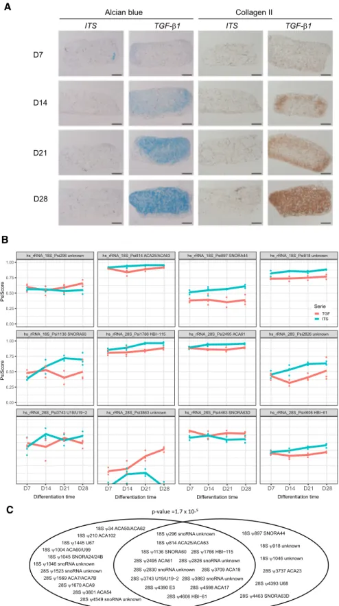Figure 5. Modulation of human rRNA pseudouridylation profile during TGF- ␤ 1 stimulated differentiation of human bone marrow stem cell into chondrocyte-like cells