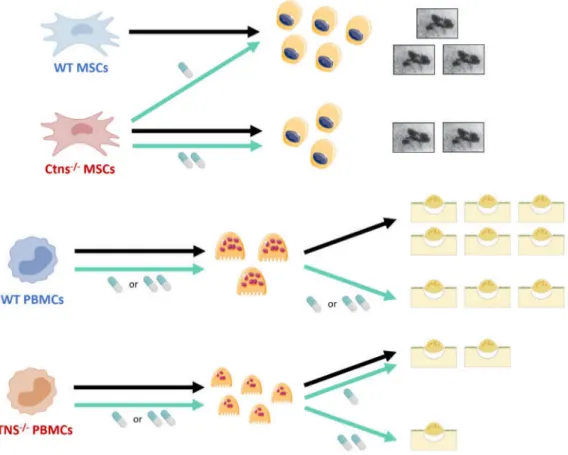 Figure 1. Current understanding of osteoblastic and osteoclastic defects in cystinosis, resulting from a combination of cystinosin deficiency and cysteamine effects