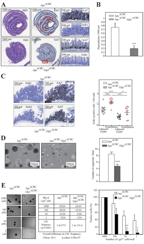 Figure 4.  Elp3 deficiency in Lgr5 +  cells impairs  Wnt-driven tumor initiation. (A) Apc ΔCBC  and  Apc ΔCBC  Elp3 ΔCBC  mice were intraperitoneally injected  with tamoxifen and intestinal crypts, isolated 15  d later, and then subjected to H&amp;E, anti-