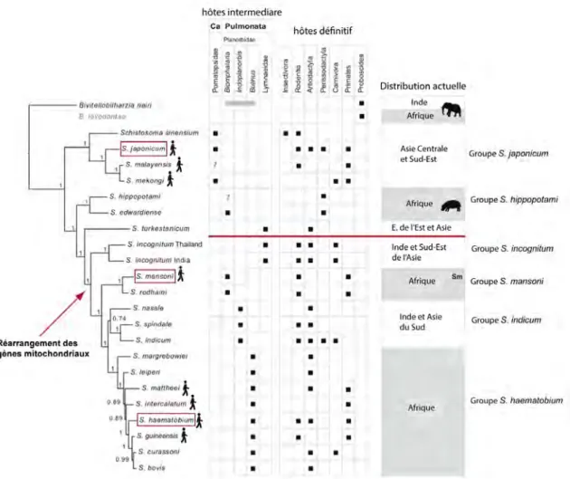 Figure 3 : Phylogénie résumée du genre Schistosoma basé sur l'analyse bayésienne des gènes  nucléaires et mitochondriaux