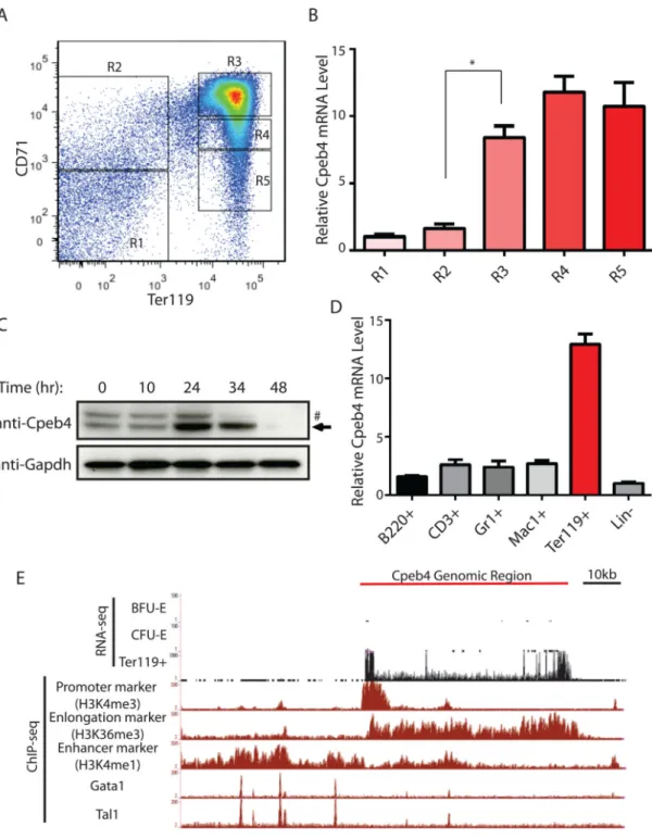 Figure 1. Cpeb4 is specifically induced in terminal erythroid differentiation