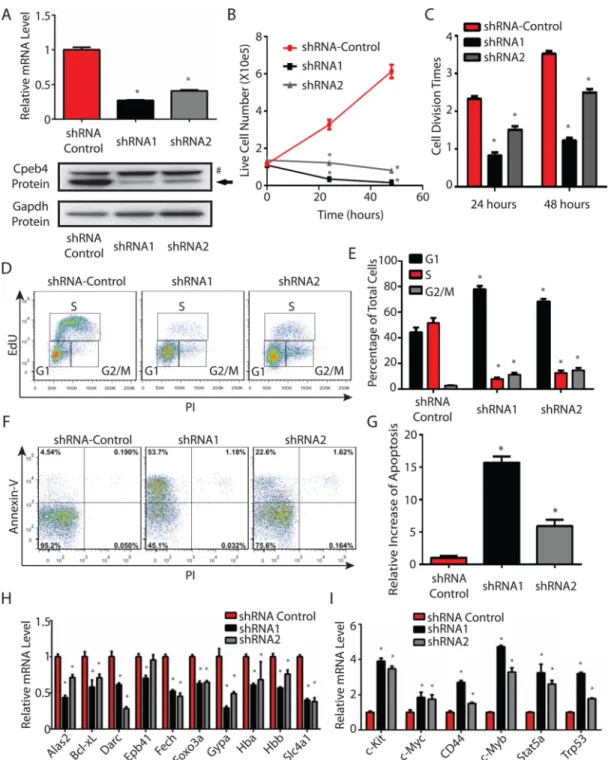Figure 2. Cpeb4 is required for terminal erythroid differentiation