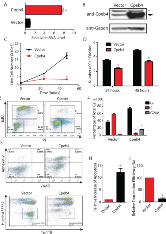 Figure 6. Constitutive expression of Cpeb4 inhibits terminal erythroid differentiation (A–B) The Cpeb4 mRNA (A) and protein (B) levels in mouse primary fetal liver