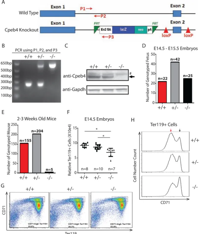 Figure 7. Cpeb4 is functionally important in vivo