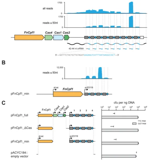 Figure 2. Heterologous expression of FnCpf1 and CRISPR array in E. coli is sufficient to  mediate plasmid DNA interference and crRNA maturation