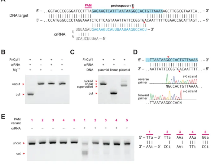Figure 3. FnCpf1 is guided by crRNA to cleave DNA in vitro