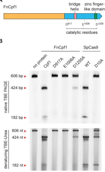 Figure 4. Catalytic residues in the C-terminal RuvC domain of FnCpf1 are required for DNA  cleavage