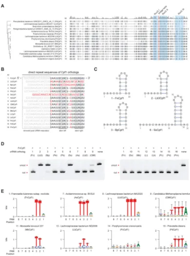 Figure 6. Analysis of Cpf1-family protein diversity and function