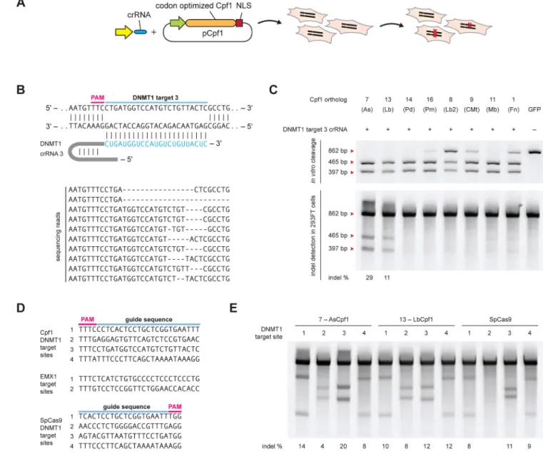 Figure 7. Cpf1 mediates robust genome editing in human cell lines