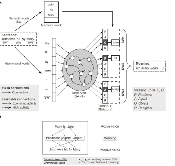 Figure 1. Thematic role assignment and correspondence between cortico-striatal and reservoir implementations of sentence processing