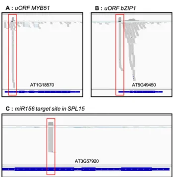 Figure 6. 5′P degradome data allows identification of ribosome stacking at uORF or 5′P reads ac- ac-cumulation at miRNA cleavage site