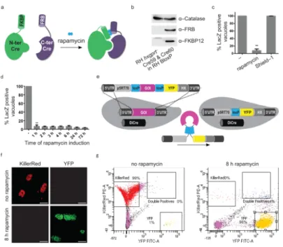 Figure 1. Establishing a conditional Cre–recombinase system in T. gondii