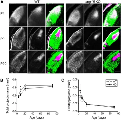 Figure 2. Delayed axon arbor development in the LGN of cpg15 KO mice. (A) Representative images of the dorsal LGN at different developmental times from wild-type (WT) and cpg15 KO mice injected in each eye with wheat germ agglutinin conjugated to different