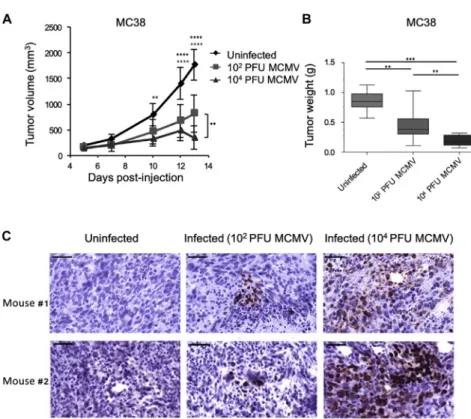 Figure 1. Dose-Dependent Inhibition of Mouse Cancer Cell Growth in Immunodeficient Mice NSG mice received s.c