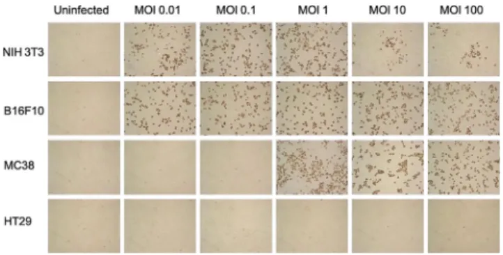 Figure 3. Human Colon Cancer Cells Do Not Support MCMV Replication Indicated cells were seeded and let to adhere for 24 h prior to infection with increasing doses of MCMV