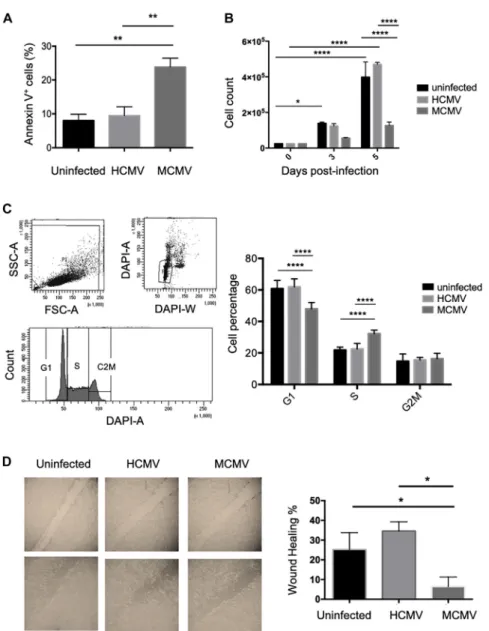 Figure 6. MCMV Affects Human Colon Cancer Cells In Vitro , in Contrast to HCMV