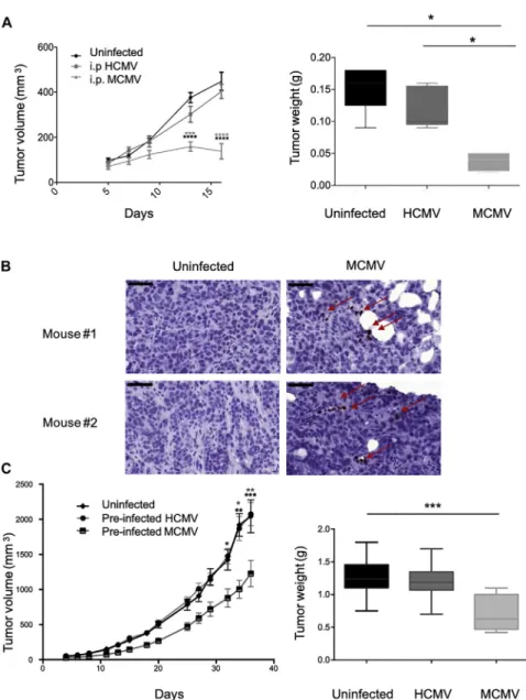 Figure 7. MCMV-Restricted Inhibition of Human Colon Cancer Cell Growth in Mice