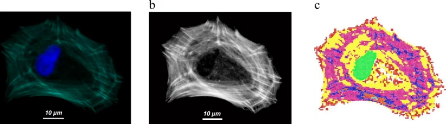 Fig 3. Actin and model images. Cell Example: a) superposition of actin in green and nucleus (DAPI) in blue b) Image of actin network after refinement treatment