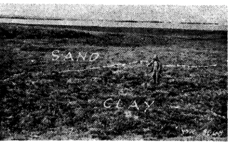 Fig. 4  -  5 ~ o k f n g   south  t o   Coronation  Gulf  near the junction of  beach  ridge  and marine  clay  deposits