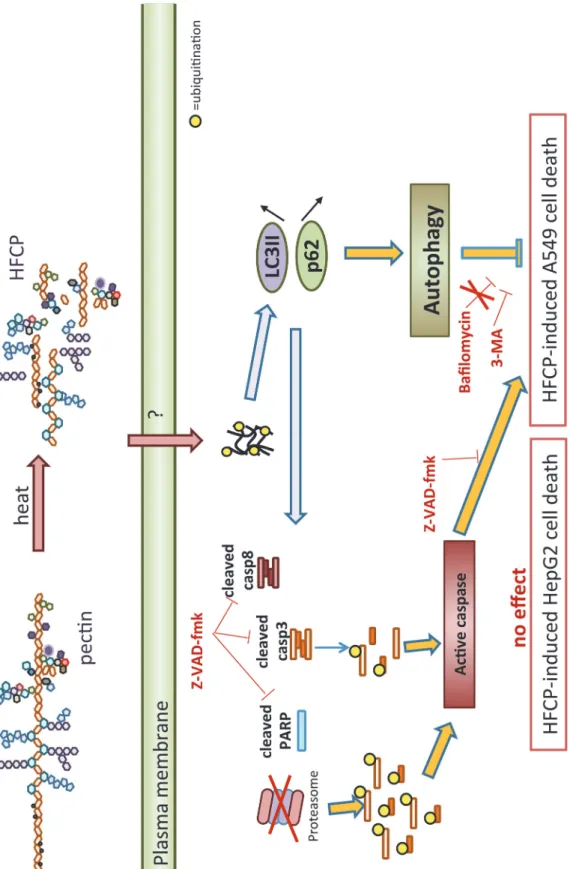 Fig 9. Schematic representation of possible HFCP-induced cell death mechanisms in HepG2 and A549 cells