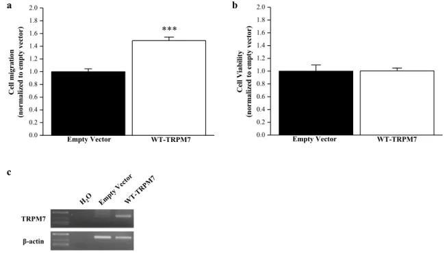 Fig. 6    Overexpression of TRPM7 in MCF10A cells. a Cell migra- migra-tion in MCF10A transfected with empty vector or wild-type (WT)  TRPM7 (n = 120)
