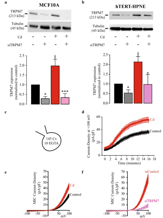 Fig. 1    TRPM7 expression and  electrophysiological activity in  human epithelial cells  chroni-cally exposed to cadmium