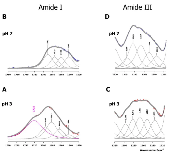 Figure 4. Band decomposition in the amide regions of Raman spectra. (A, B) Amide I and (C, D) amide III are decomposed at  pH 7 (top) and pH 3 (bottom)